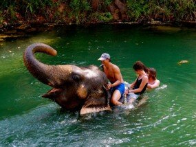 В Джунгли к слонам